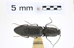 Foto (Dorsalansicht) von Corymbitodes fuscipes (Miwa, 1931) (NHMW-ZOO-COL-0008314)